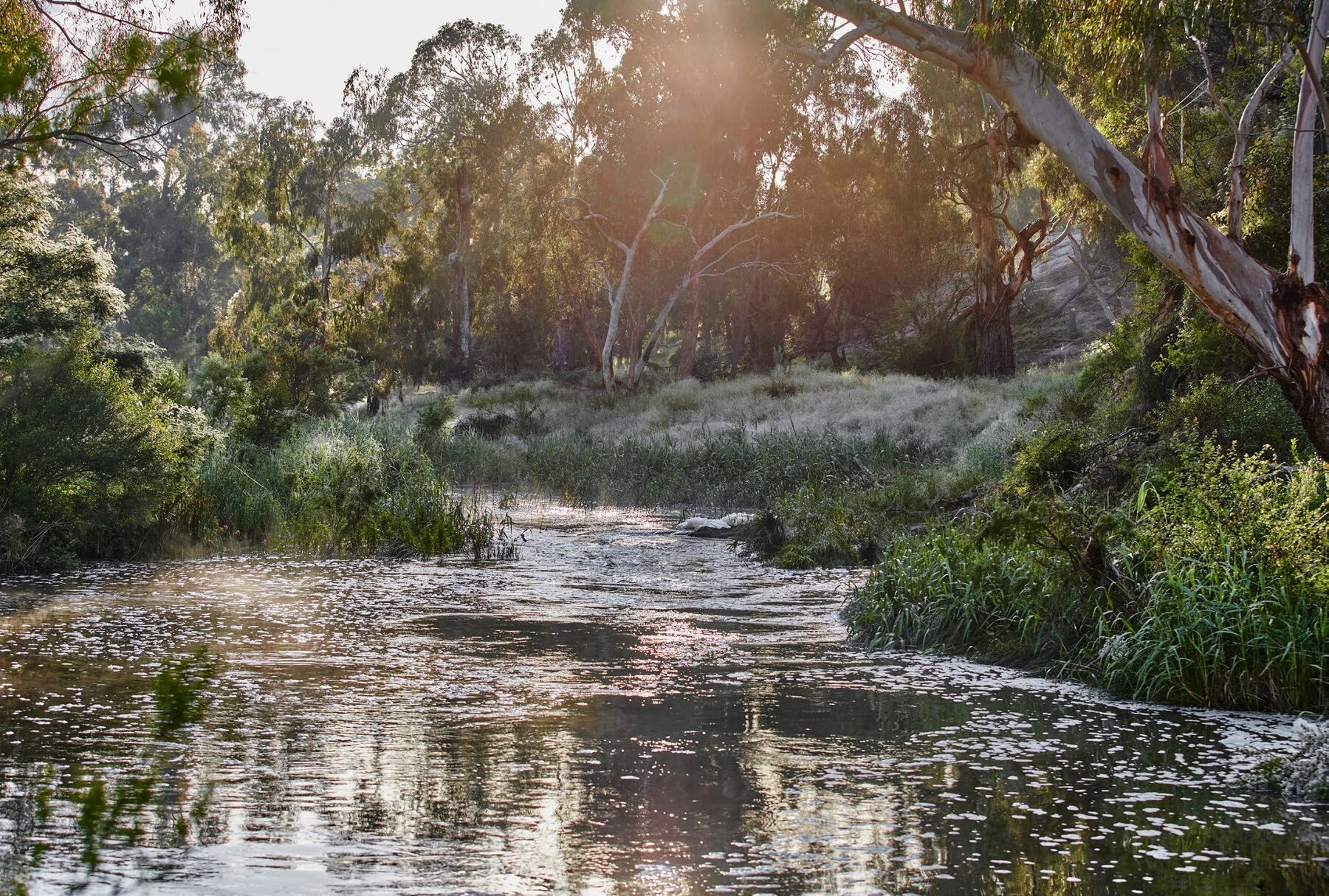 Plenty River